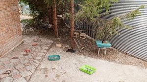 ссорятся белки