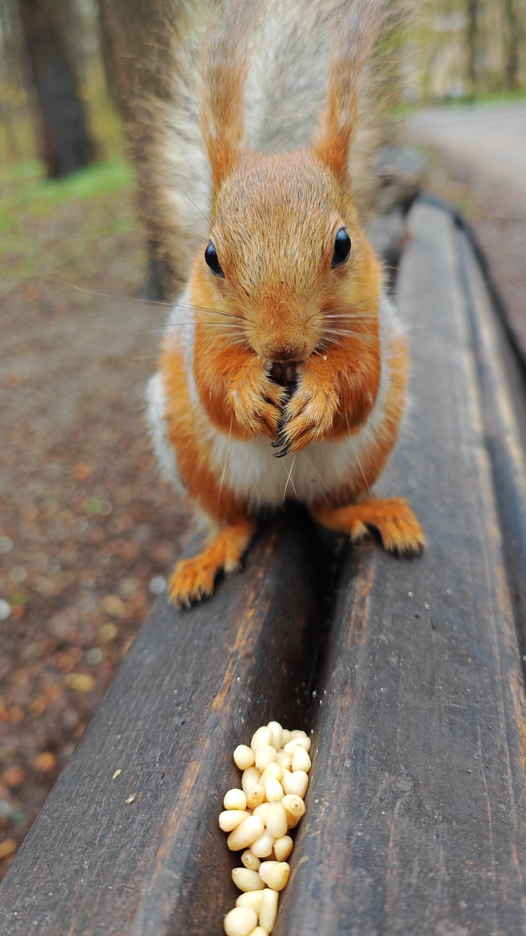 Орешки для всех