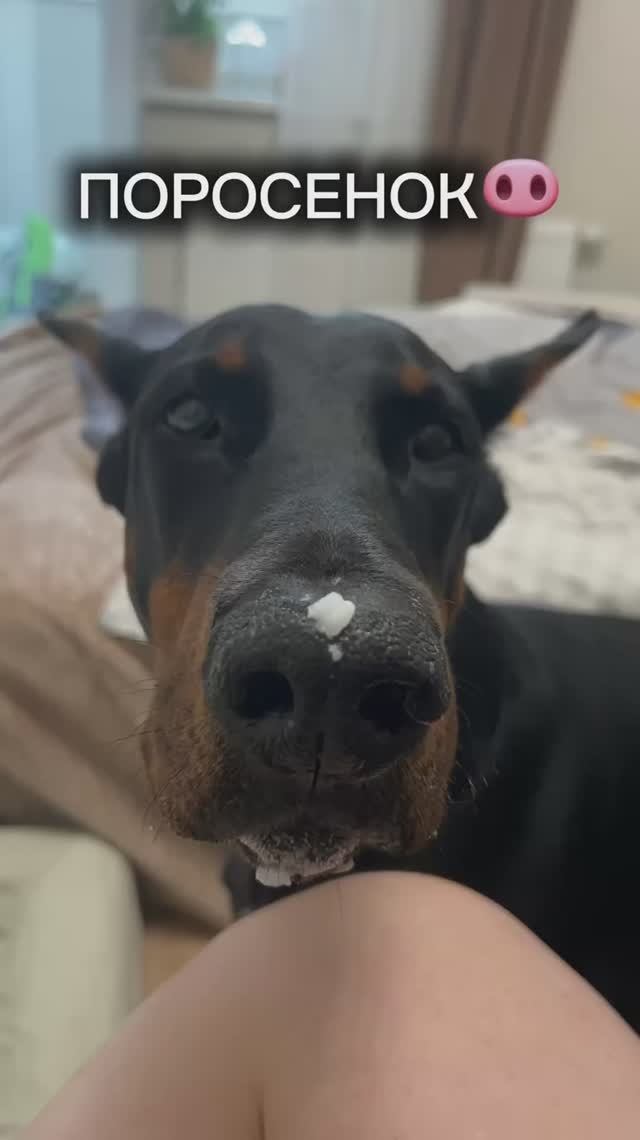 СЛАДКИЙ ПОРОСЕНОК🥹🐽