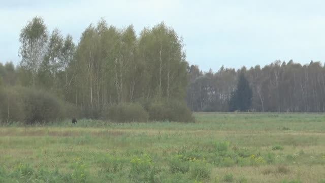 УДАЧНАЯ ОХОТА, ОТКРЫТИЕ ЗАГОННОЙ ОХОТЫ