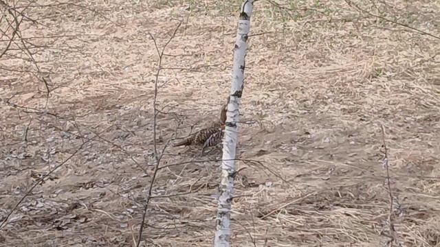 Пасечный апрель. Опоздал с расширением. В меду как свин