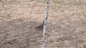 Пасечный апрель. Опоздал с расширением. В меду как свин