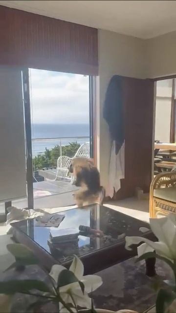 Волосатый мужчина