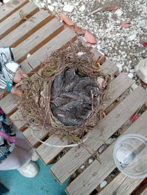 у меня появились питомцы