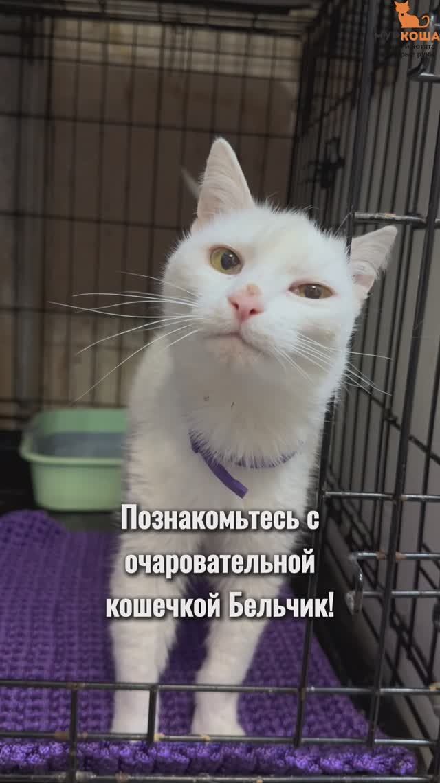 Бельчик ждёт вас в приюте #Муркоша