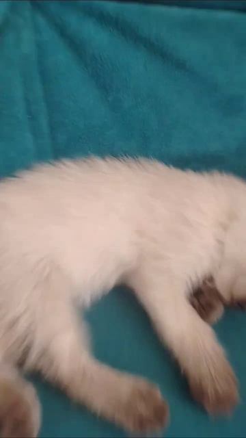 Симба спит #котёнок