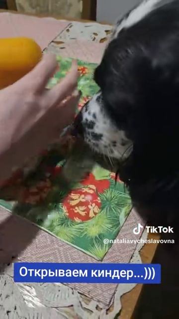 Открываем яйцо Kinder Сюрприз.