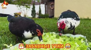 Забавные утки мускусные и пекинские на свободном выгуле со своими друзьями ч.(387) ❣️🤗😂