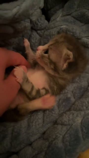 Клип meowtaverse