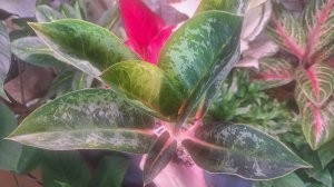 Пересадка аглаонемы и алоказии