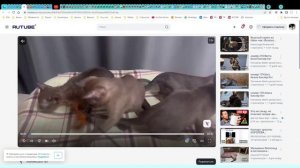 Котята питомника кошек  АЛЛЕГРО КЭТС