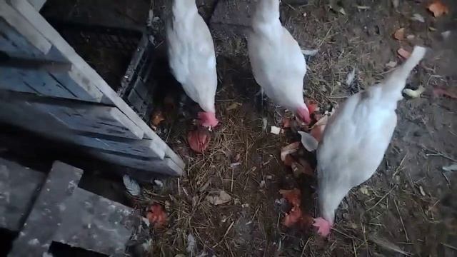 Мой кулинарный вечер)