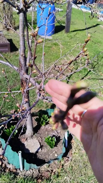 зелёный конус