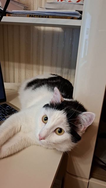 Пришел помощник, группа поддержки😇