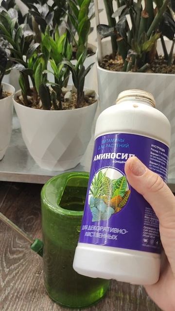 Чудо средство для Замиокулькаса!