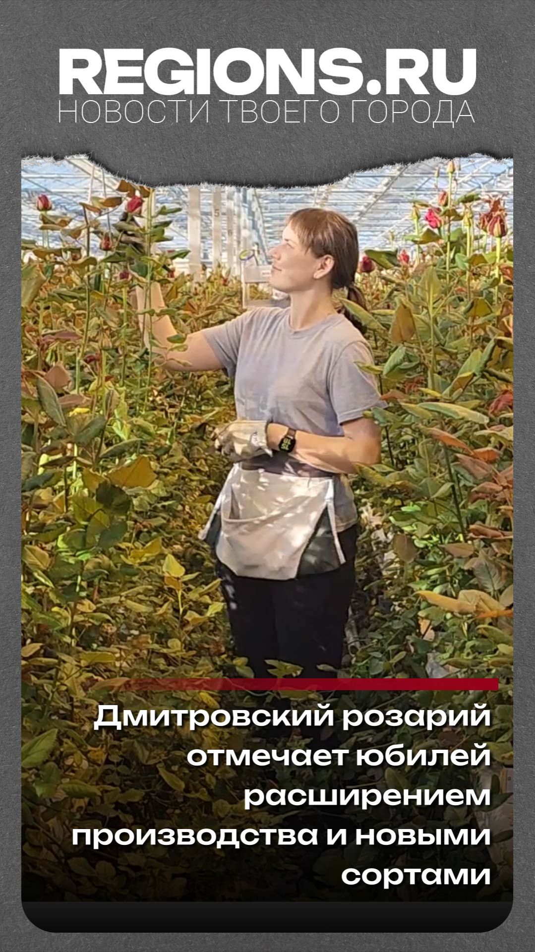 Дмитровский розарий отмечает юбилей расширением производства и новыми сортами