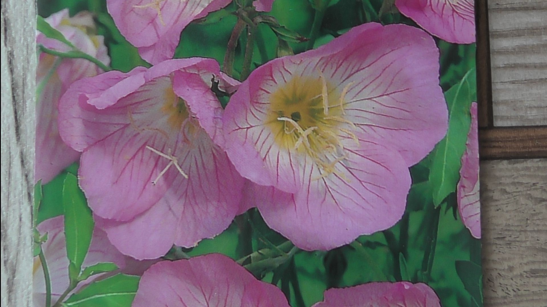 Многолетний цветок энотера взошла через пять дней