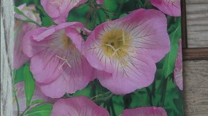 Многолетний цветок энотера взошла через пять дней