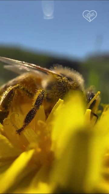Одуванчики и пчелы 🐝