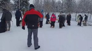 ДРЕССИРОВКА СОБАК. ГРУППОВЫЕ ЗАНЯТИЯ