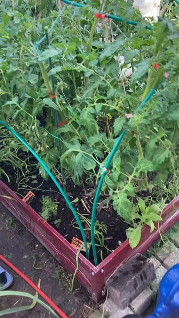 Мне сделали новую игрушку.