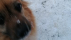 VID_20260322_161955.mp4