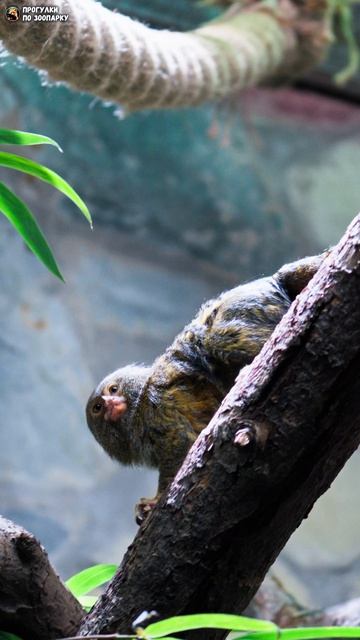 Карликовая игрунка гуляет по деревьям. Ленинградский зоопарк