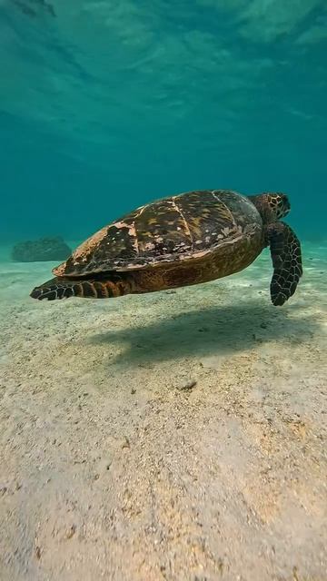 Только, ты и океан🌎✈️🌴