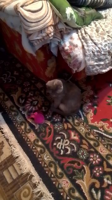 моя кошка играет