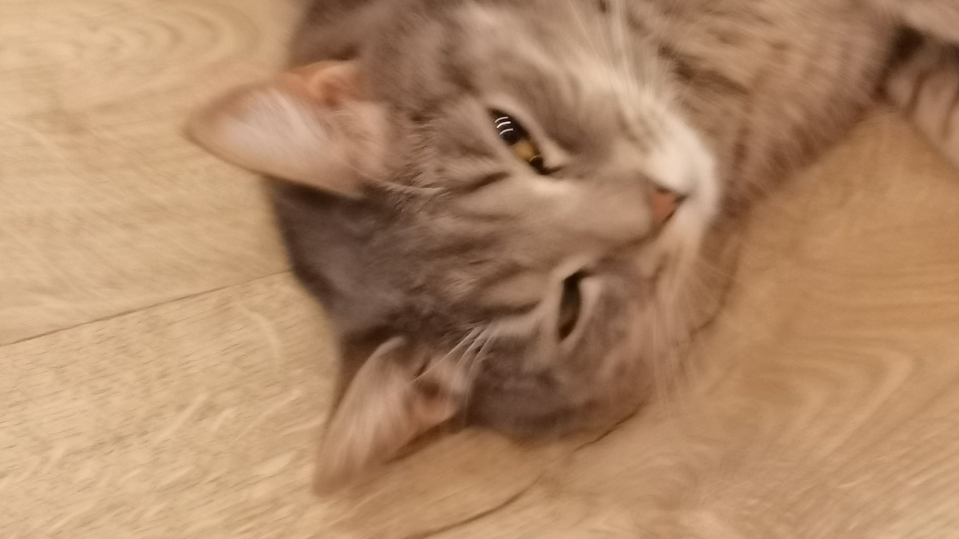 Видео CHAMBERED