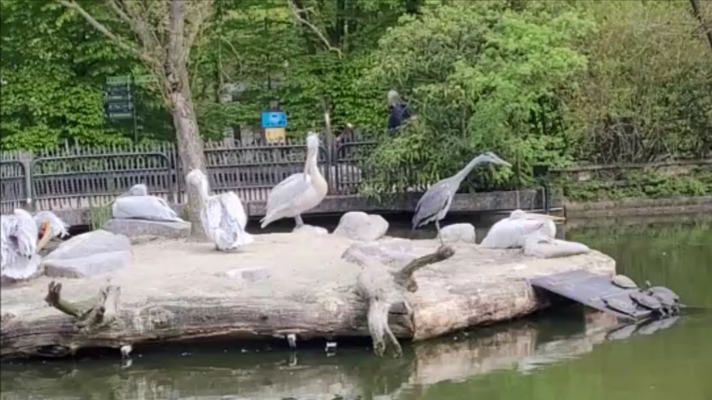 Прогулка по зоопарку.