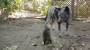 Dog Befriends Disabled Kitten