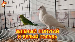 Зеленый попугай и белый голубь – лучшие друзья 6