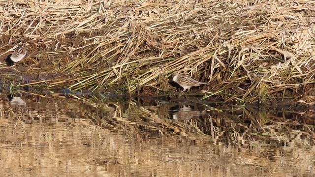 Тростниковая овсянка на берегу Ижоры