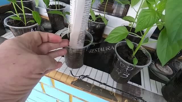 Устранение перелива рассады