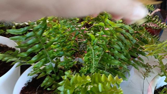 обзор всех моих папоротников 🤗🌱как я за ними ухаживаю ❤