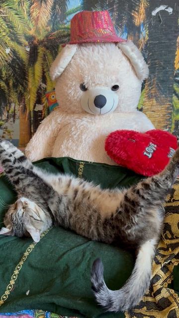 Приколы от Зиточки😻🤪😍🤩🥳🐈