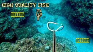 Подводная охота на рыбу / Поймал гигантскую рыбу, которая стоит более 5000 рублей за штуку