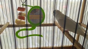 Знакомьтесь. Наша Эйприл.- попугай альбинос