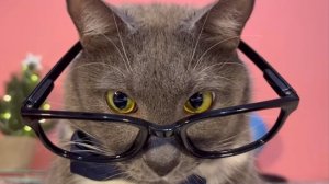 Я когда расказываю смешную историю