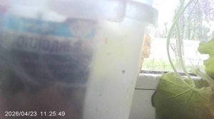 Обзор кабачкового растения сорта "Желтоплодный"