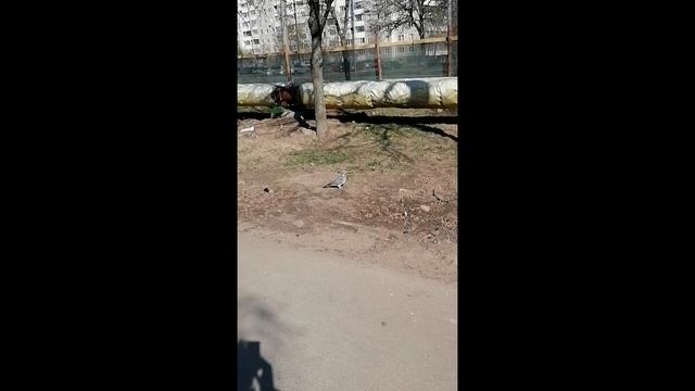 дикий Вяхирь - Минск