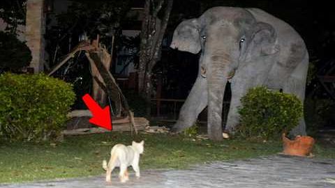 ВОТ НА ЧТО СПОСОБЕН КОТ В ЯРОСТИ ПРОТИВ ДИКИХ ЖИВОТНЫХ