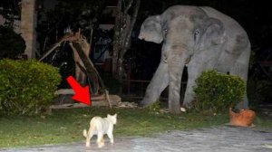 ВОТ НА ЧТО СПОСОБЕН КОТ В ЯРОСТИ ПРОТИВ ДИКИХ ЖИВОТНЫХ