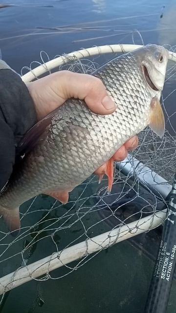 Огромная плотва на поплавок. Открыл сезон на заливах Волги