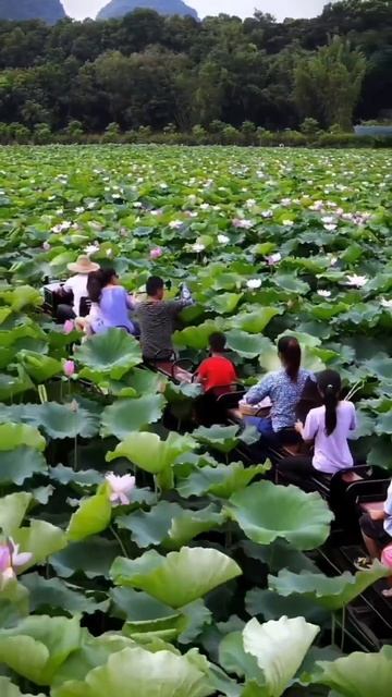 Туристический паровозик через лотосовые поля провинции Гуандун, Китай.