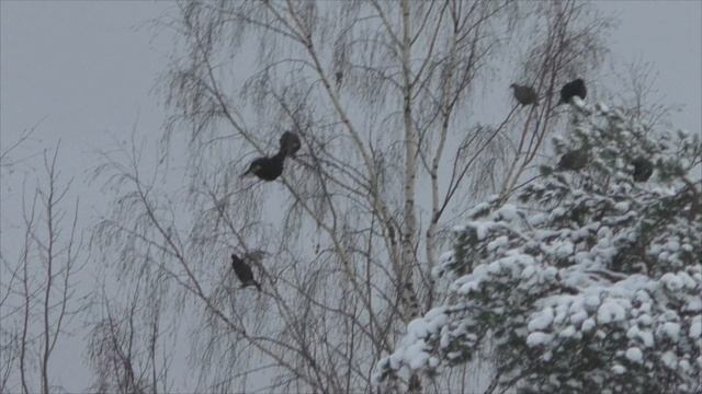 Тетерева на березе.