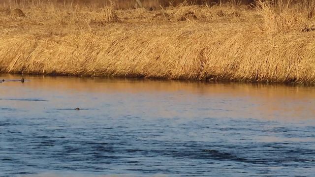 Наблюдаем за ондатрой на Ижоре / 2 апреля 2026