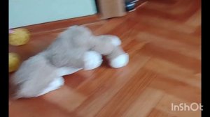 Вася и мышь