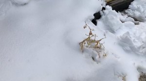 Перезимовала рассада виолы🌺знаки 🎋арбуз 🍉